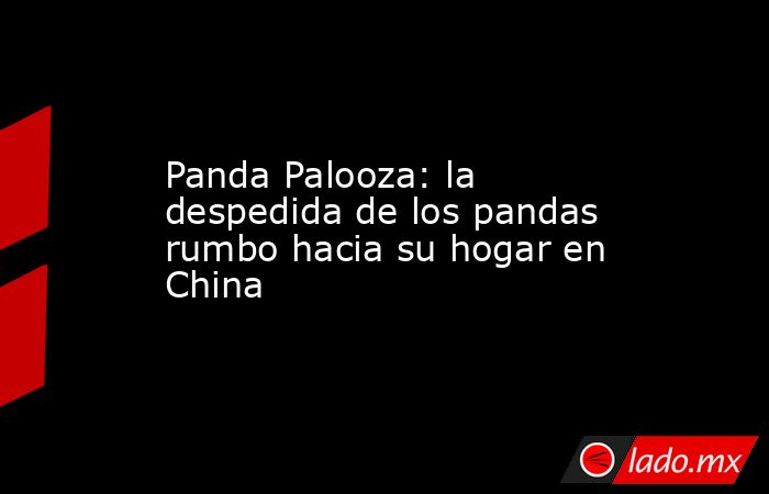 Panda Palooza: la despedida de los pandas rumbo hacia su hogar en China. Noticias en tiempo real