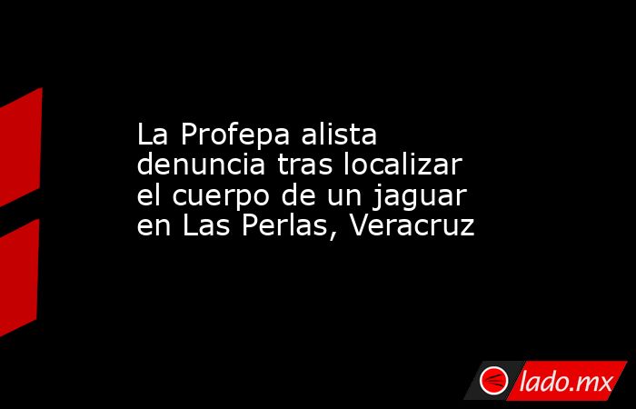 La Profepa alista denuncia tras localizar el cuerpo de un jaguar en Las Perlas, Veracruz. Noticias en tiempo real