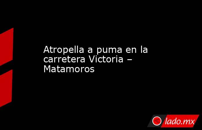 Atropella a puma en la carretera Victoria – Matamoros. Noticias en tiempo real