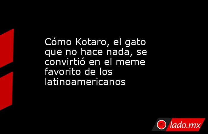 Cómo Kotaro, el gato que no hace nada, se convirtió en el meme favorito de los latinoamericanos. Noticias en tiempo real