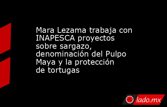 Mara Lezama trabaja con INAPESCA proyectos sobre sargazo, denominación del Pulpo Maya y la protección de tortugas. Noticias en tiempo real