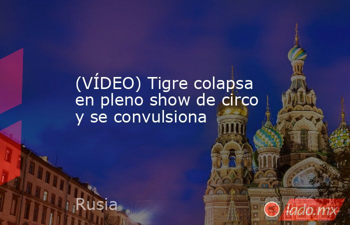 (VÍDEO) Tigre colapsa en pleno show de circo y se convulsiona. Noticias en tiempo real