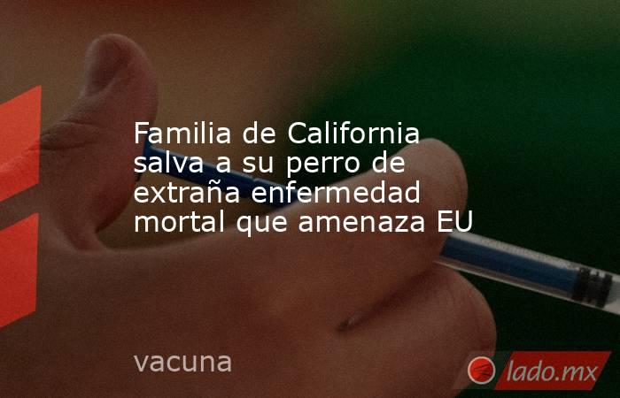 Familia de California salva a su perro de extraña enfermedad mortal que amenaza EU. Noticias en tiempo real