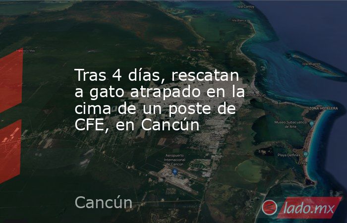 Tras 4 días, rescatan a gato atrapado en la cima de un poste de CFE, en Cancún . Noticias en tiempo real