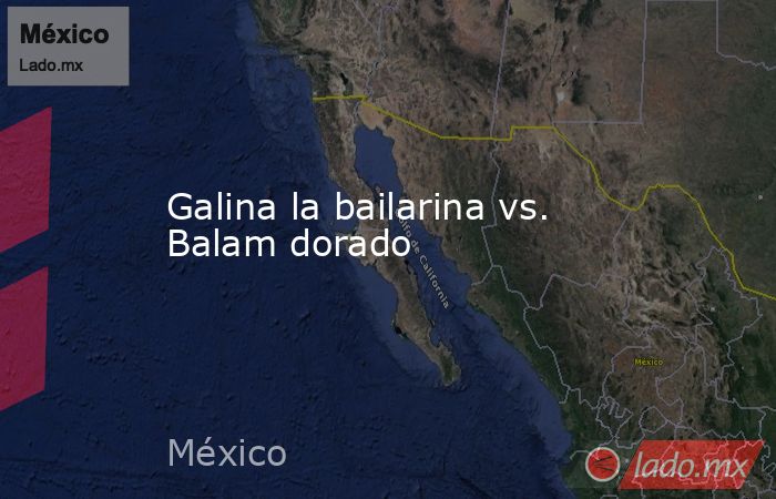 Galina la bailarina vs. Balam dorado. Noticias en tiempo real