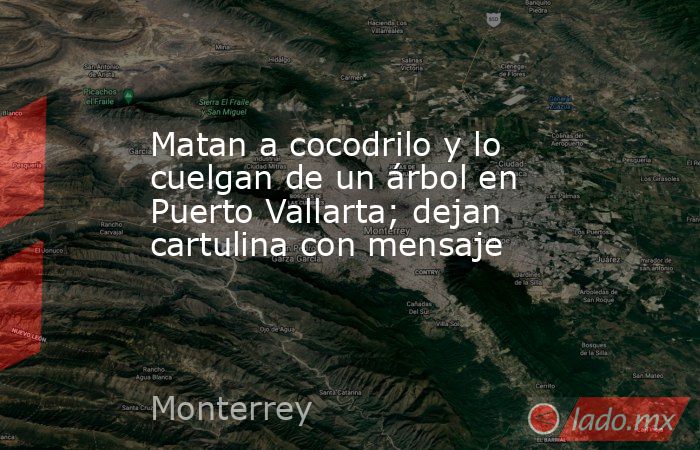 Matan a cocodrilo y lo cuelgan de un árbol en Puerto Vallarta; dejan cartulina con mensaje. Noticias en tiempo real