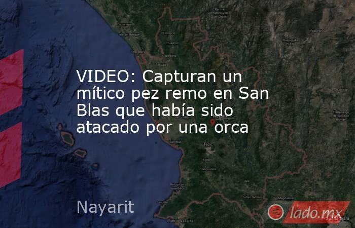 VIDEO: Capturan un mítico pez remo en San Blas que había sido atacado por una orca. Noticias en tiempo real