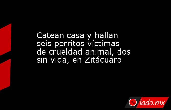 Catean casa y hallan seis perritos víctimas de crueldad animal, dos sin vida, en Zitácuaro. Noticias en tiempo real