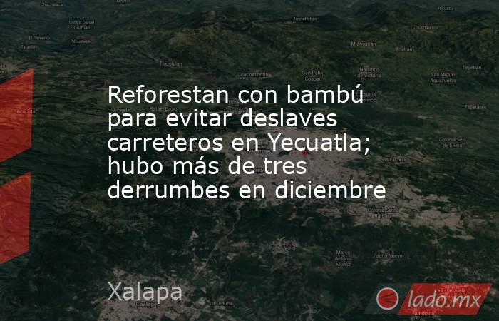 Reforestan con bambú para evitar deslaves carreteros en Yecuatla; hubo más de tres derrumbes en diciembre. Noticias en tiempo real