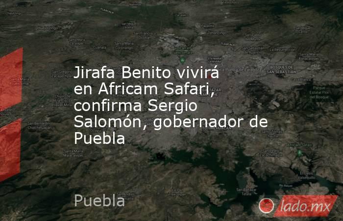 Jirafa Benito vivirá en Africam Safari, confirma Sergio Salomón, gobernador de Puebla. Noticias en tiempo real