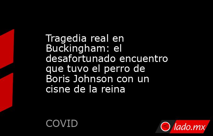 Tragedia real en Buckingham: el desafortunado encuentro que tuvo el perro de Boris Johnson con un cisne de la reina. Noticias en tiempo real