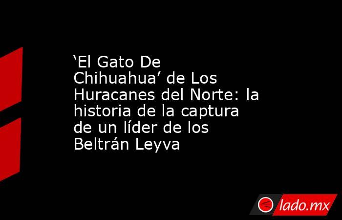 ‘El Gato De Chihuahua’ de Los Huracanes del Norte: la historia de la captura de un líder de los Beltrán Leyva. Noticias en tiempo real