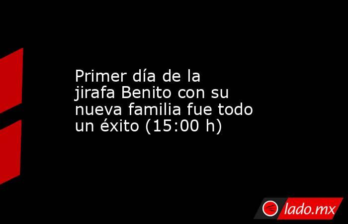 Primer día de la jirafa Benito con su nueva familia fue todo un éxito (15:00 h). Noticias en tiempo real