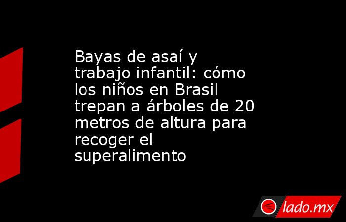 Bayas de asaí y trabajo infantil: cómo los niños en Brasil trepan a árboles de 20 metros de altura para recoger el superalimento. Noticias en tiempo real