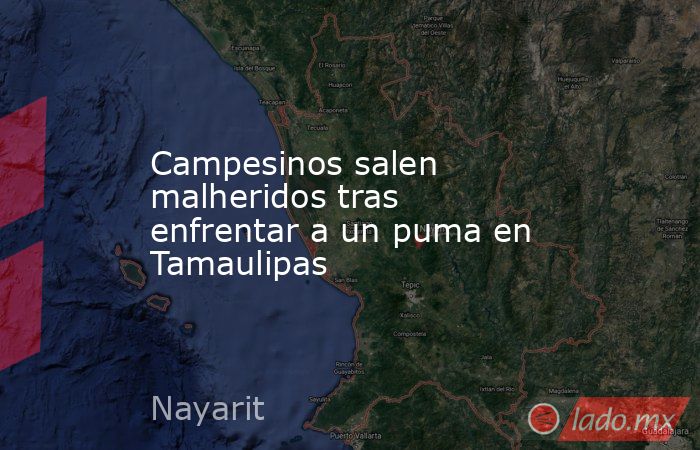 Campesinos salen malheridos tras enfrentar a un puma en Tamaulipas. Noticias en tiempo real