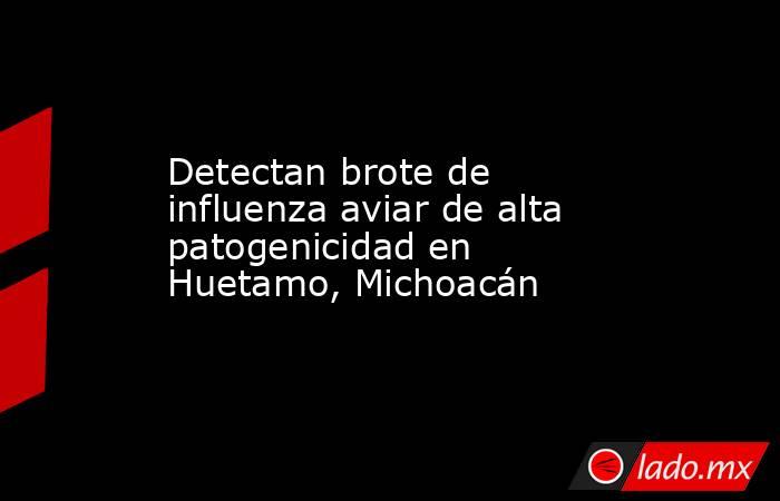 Detectan brote de influenza aviar de alta patogenicidad en Huetamo, Michoacán. Noticias en tiempo real