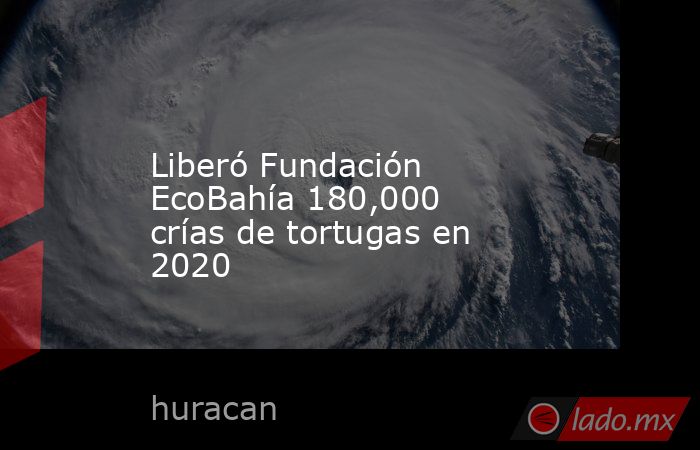 Liberó Fundación EcoBahía 180,000 crías de tortugas en 2020. Noticias en tiempo real