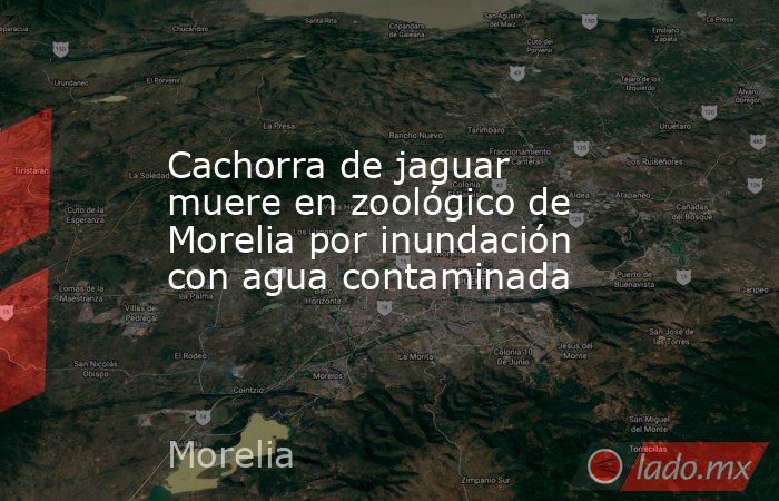 Cachorra de jaguar muere en zoológico de Morelia por inundación con agua contaminada. Noticias en tiempo real