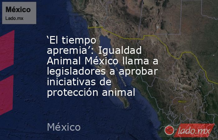 ‘El tiempo apremia’: Igualdad Animal México llama a legisladores a aprobar iniciativas de protección animal. Noticias en tiempo real