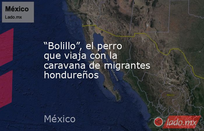“Bolillo”, el perro que viaja con la caravana de migrantes hondureños. Noticias en tiempo real