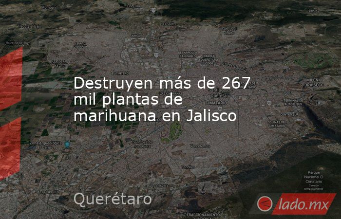 Destruyen más de 267 mil plantas de marihuana en Jalisco. Noticias en tiempo real