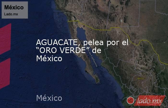 AGUACATE, pelea por el “ORO VERDE” de México. Noticias en tiempo real