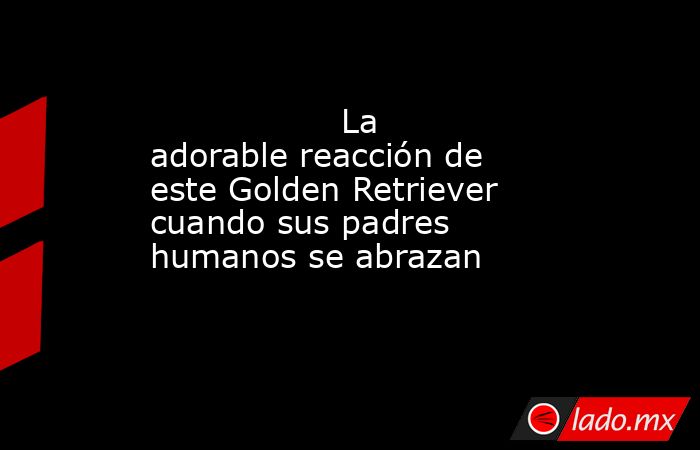                                                                                          La adorable reacción de este Golden Retriever cuando sus padres humanos se abrazan                                                                                    . Noticias en tiempo real