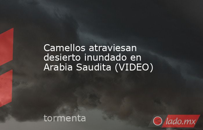 Camellos atraviesan desierto inundado en Arabia Saudita (VIDEO). Noticias en tiempo real