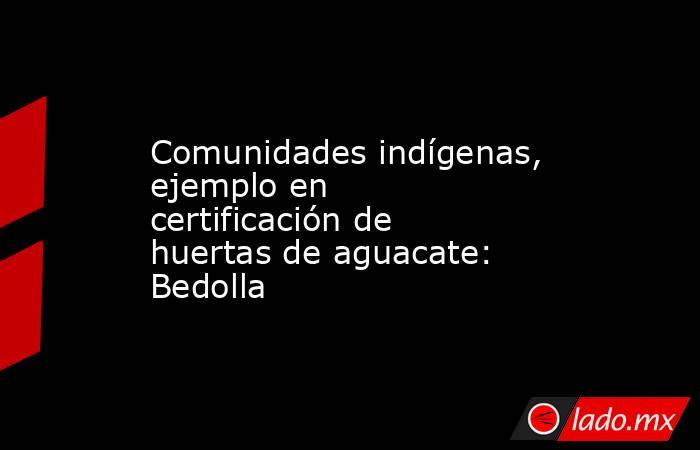 Comunidades indígenas, ejemplo en certificación de huertas de aguacate: Bedolla. Noticias en tiempo real