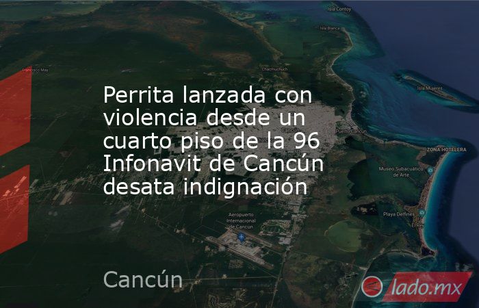 Perrita lanzada con violencia desde un cuarto piso de la 96 Infonavit de Cancún desata indignación. Noticias en tiempo real
