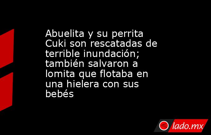 Abuelita y su perrita Cuki son rescatadas de terrible inundación; también salvaron a lomita que flotaba en una hielera con sus bebés. Noticias en tiempo real
