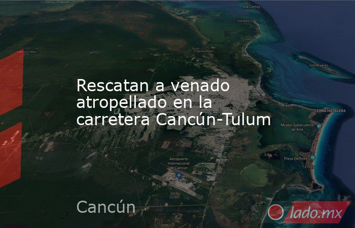 Rescatan a venado atropellado en la carretera Cancún-Tulum. Noticias en tiempo real