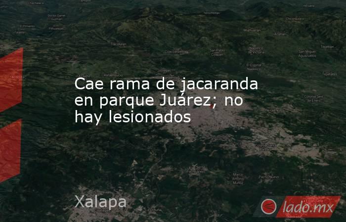 Cae rama de jacaranda en parque Juárez; no hay lesionados. Noticias en tiempo real