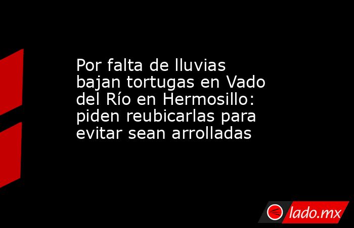 Por falta de lluvias bajan tortugas en Vado del Río en Hermosillo: piden reubicarlas para evitar sean arrolladas. Noticias en tiempo real