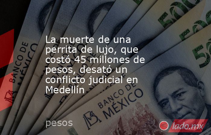 La muerte de una perrita de lujo, que costó 45 millones de pesos, desató un conflicto judicial en Medellín. Noticias en tiempo real
