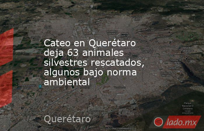 Cateo en Querétaro deja 63 animales silvestres rescatados, algunos bajo norma ambiental. Noticias en tiempo real