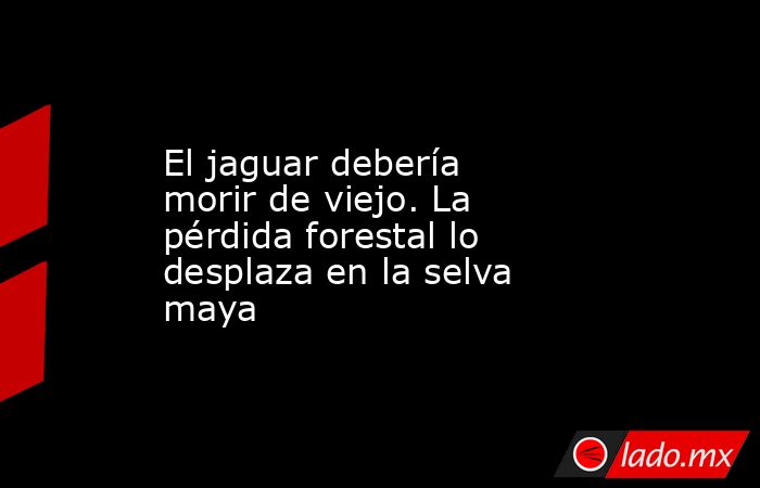 El jaguar debería morir de viejo. La pérdida forestal lo desplaza en la selva maya. Noticias en tiempo real