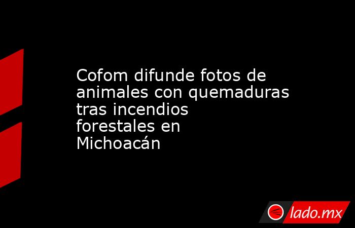Cofom difunde fotos de animales con quemaduras tras incendios forestales en Michoacán. Noticias en tiempo real