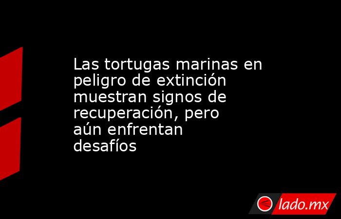 Las tortugas marinas en peligro de extinción muestran signos de recuperación, pero aún enfrentan desafíos. Noticias en tiempo real