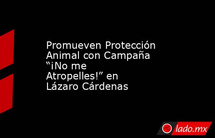Promueven Protección Animal con Campaña “¡No me Atropelles!” en Lázaro Cárdenas. Noticias en tiempo real
