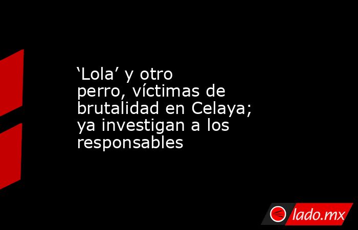 ‘Lola’ y otro perro, víctimas de brutalidad en Celaya; ya investigan a los responsables. Noticias en tiempo real