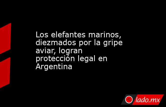 Los elefantes marinos, diezmados por la gripe aviar, logran protección legal en Argentina. Noticias en tiempo real
