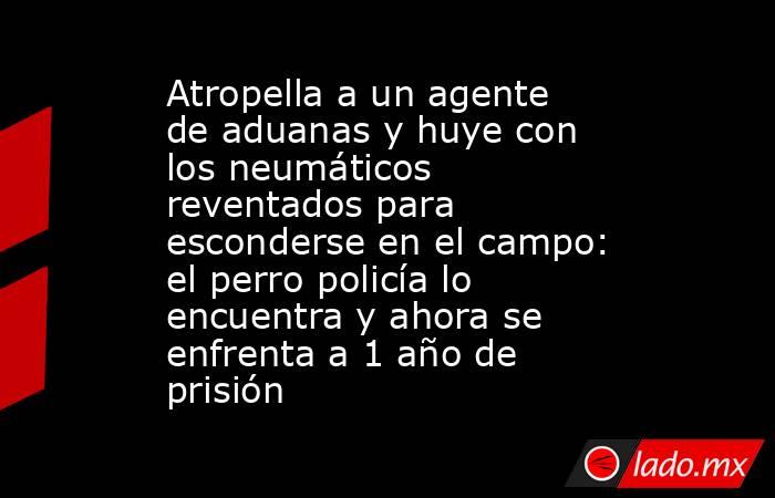 Atropella a un agente de aduanas y huye con los neumáticos reventados para esconderse en el campo: el perro policía lo encuentra y ahora se enfrenta a 1 año de prisión. Noticias en tiempo real