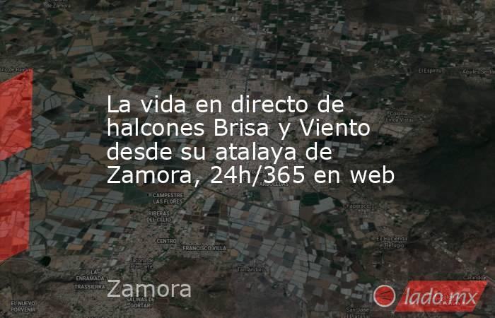 La vida en directo de halcones Brisa y Viento desde su atalaya de Zamora, 24h/365 en web. Noticias en tiempo real
