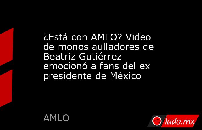 ¿Está con AMLO? Video de monos aulladores de Beatriz Gutiérrez emocionó a fans del ex presidente de México  . Noticias en tiempo real