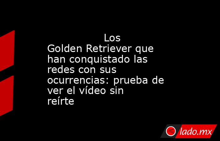                                                                                         Los Golden Retriever que han conquistado las redes con sus ocurrencias: prueba de ver el vídeo sin reírte                                                              . Noticias en tiempo real