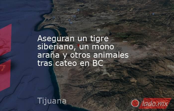 Aseguran un tigre siberiano, un mono araña y otros animales tras cateo en BC. Noticias en tiempo real