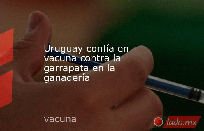 Uruguay confía en vacuna contra la garrapata en la ganadería. Noticias en tiempo real