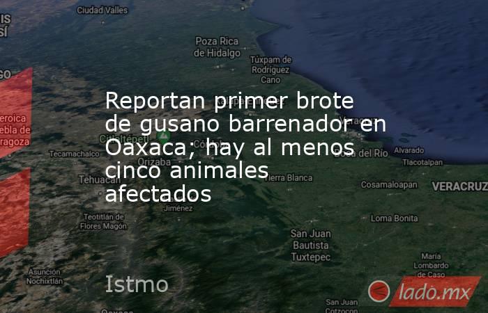 Reportan primer brote de gusano barrenador en Oaxaca; hay al menos cinco animales afectados. Noticias en tiempo real