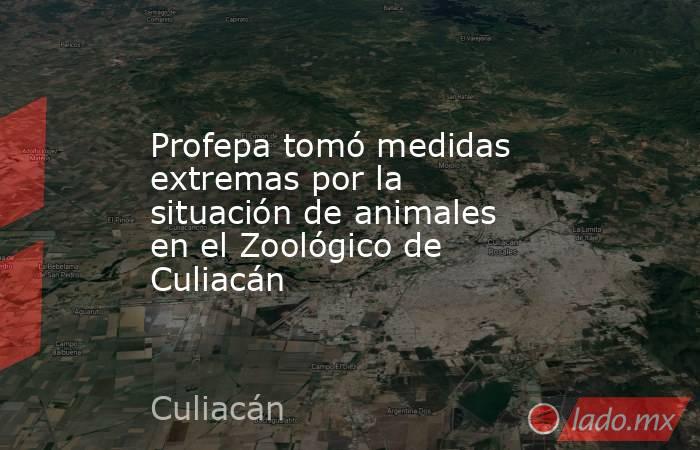 Profepa tomó medidas extremas por la situación de animales en el Zoológico de Culiacán. Noticias en tiempo real
